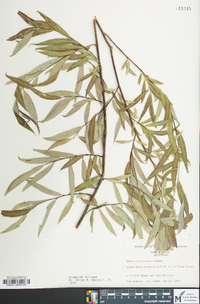 Salix caroliniana image