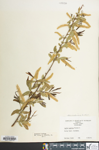 Salix caroliniana image