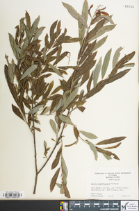 Salix caroliniana image