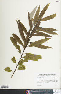 Salix caroliniana image