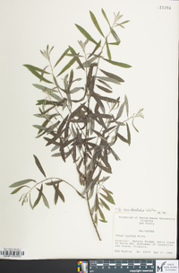 Salix occidentalis image