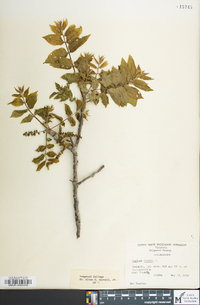 Juglans cinerea image