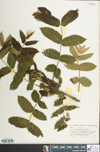 Juglans ailantifolia image