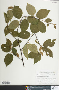 Betula alleghaniensis image