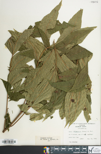 Carya illinoinensis image