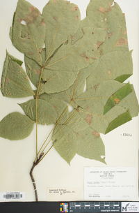 Carya ovalis image