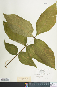 Carya ovalis image