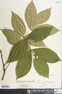 Carya ovalis image