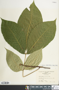 Carya ovalis image