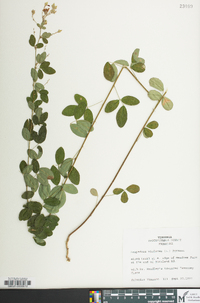 Lespedeza violacea image