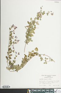 Lespedeza frutescens image