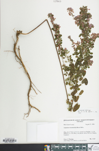 Lespedeza violacea image