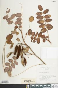 Robinia hispida image