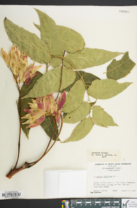 Ailanthus altissima image