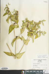 Euphorbia lathyris image