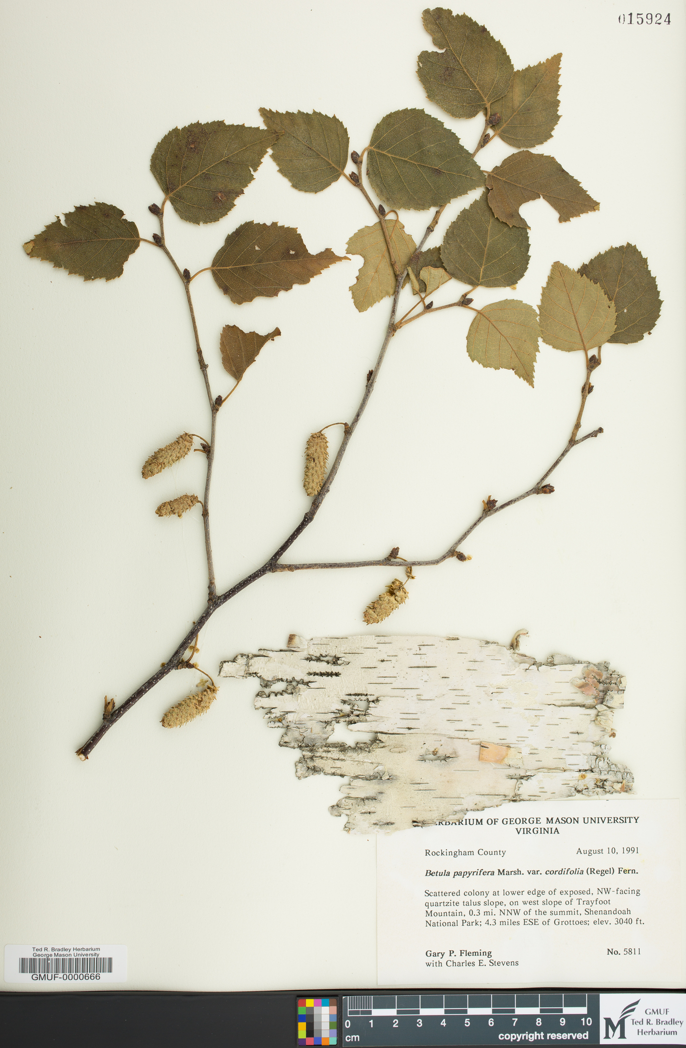 Betula papyrifera var. papyrifera image