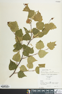 Betula pendula image