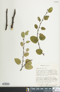 Betula lenta image