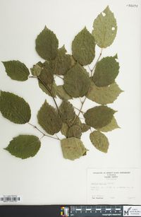 Corylus cornuta image