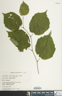 Corylus cornuta image