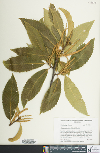 Castanea dentata image