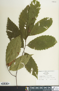 Castanea dentata image