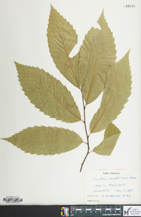 Castanea dentata image