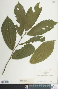 Castanea dentata image