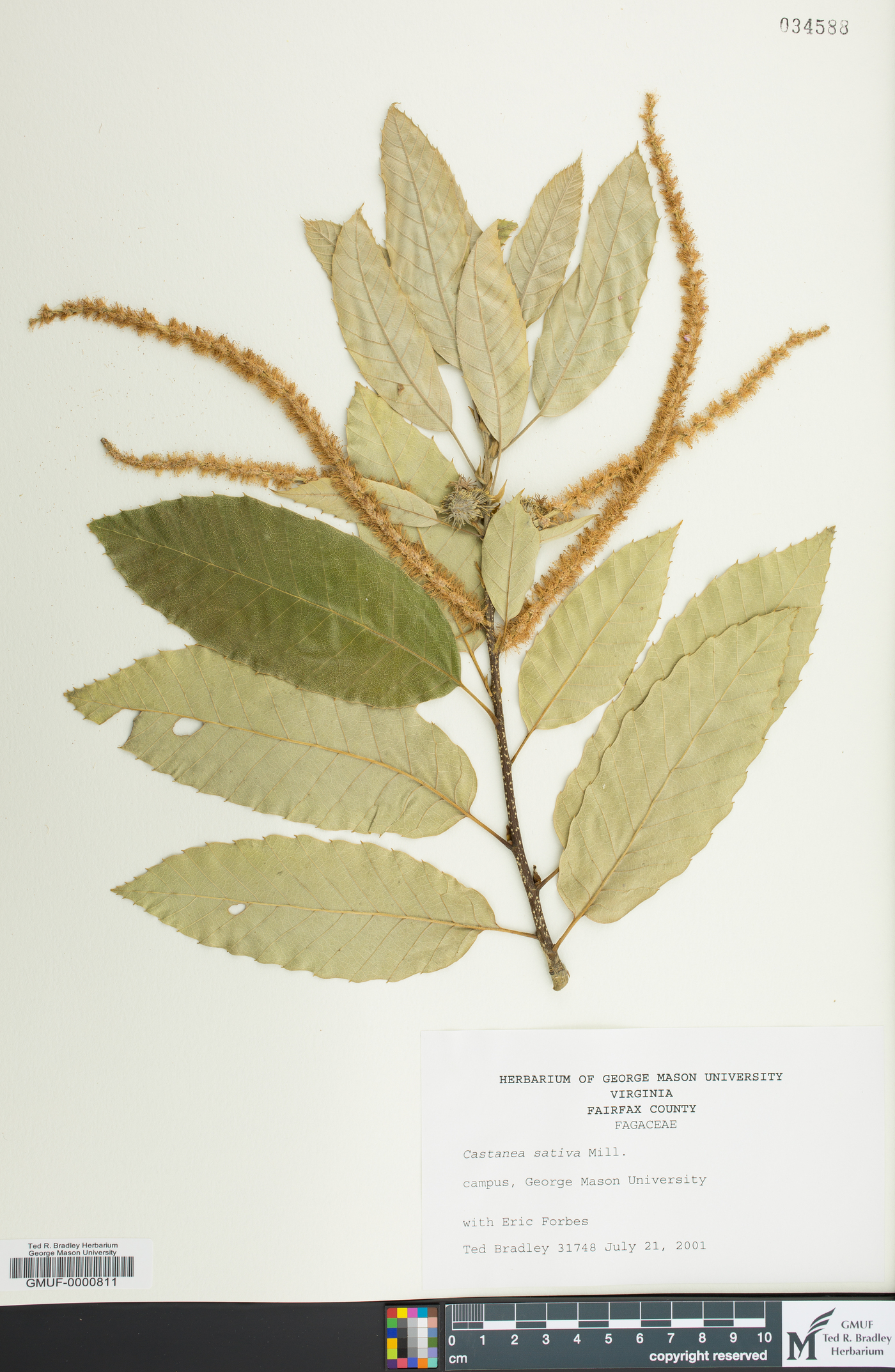 Castanea sativa image