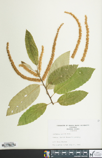 Castanea sativa image