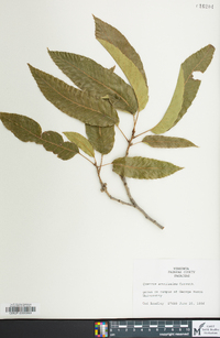 Quercus acutissima image