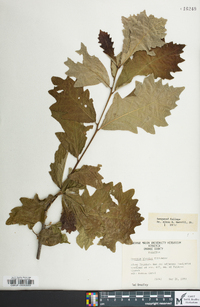 Quercus bicolor image