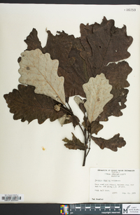 Quercus bicolor image