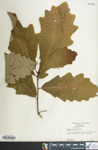 Quercus bicolor image