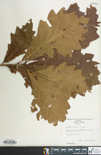 Quercus bicolor image