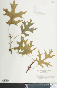 Quercus coccinea image