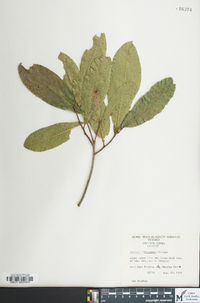 Quercus imbricaria image