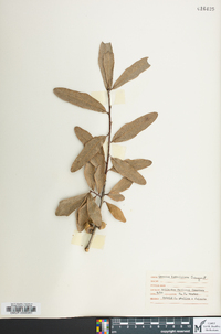 Quercus x ludoviciana image