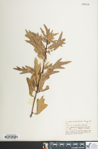 Quercus x ludoviciana image