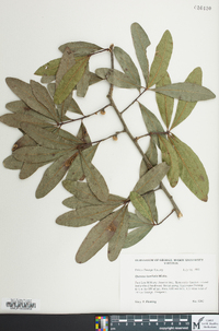 Quercus laurifolia image