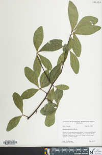 Quercus laurifolia image