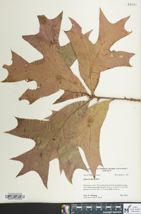 Quercus laevis image