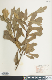 Quercus x ludoviciana image