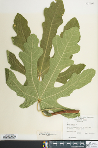 Ficus carica image