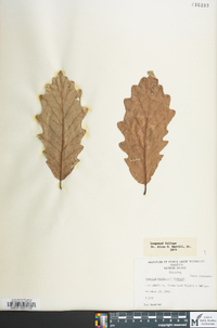 Quercus bicolor image