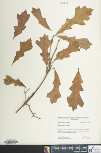 Quercus lyrata image