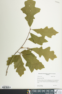 Quercus lyrata image