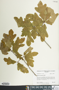 Quercus margaretta image