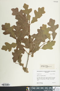 Quercus margaretta image