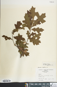 Quercus lyrata image